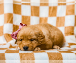 Small #1 Golden Retriever