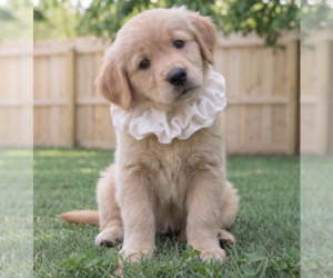 Golden Retriever Dogs for adoption in Grovertown, IN, USA