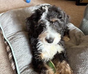 Bernedoodle Puppy for sale in WELLSBURG, IA, USA