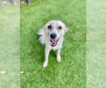 Small Anatolian Shepherd Mix