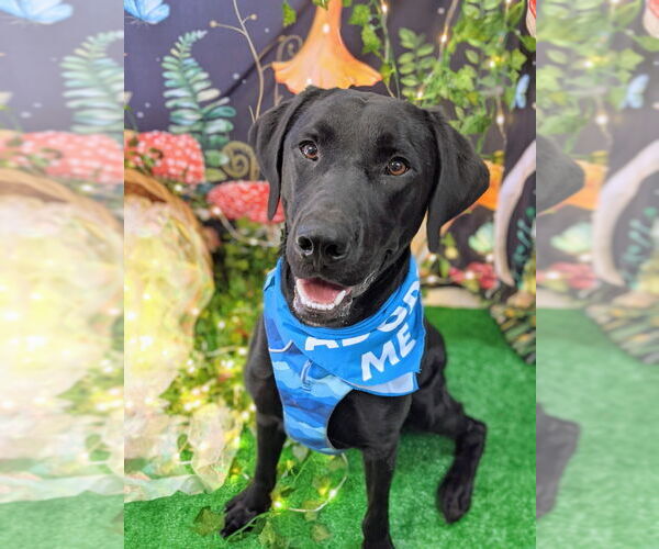 Medium Photo #2 Great Dane-Labrador Retriever Mix Puppy For Sale in Bryant, AR, USA