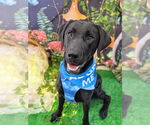 Small #1 Great Dane-Labrador Retriever Mix