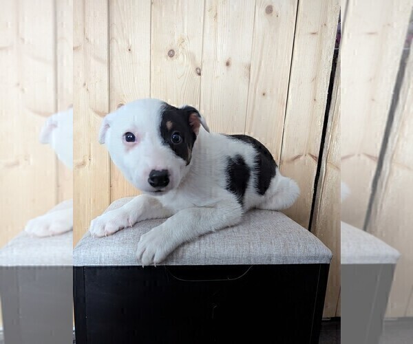 Medium Photo #2 Australian Cattle Dog-Border Collie Mix Puppy For Sale in GOSHEN, IN, USA