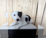Small #1 Australian Cattle Dog-Border Collie Mix