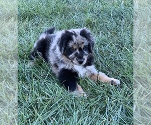 Australian Shepherd Puppy for sale in FAIRBORN, OH, USA