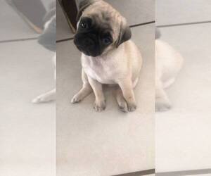 Pug Puppy for sale in BUENA PARK, CA, USA