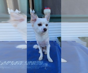 Chihuahua Puppy for sale in LOS ANGELES, CA, USA