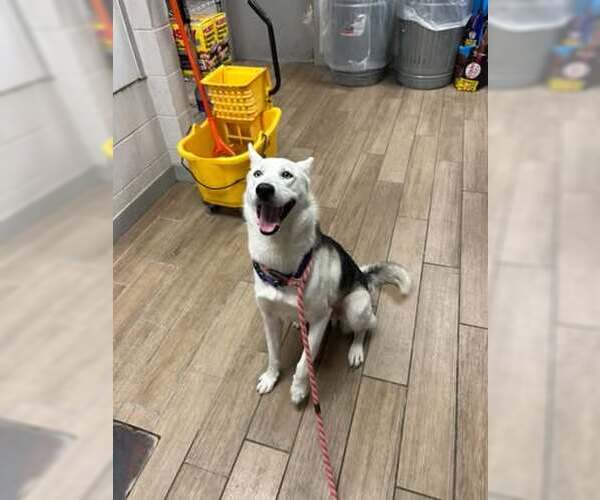 Medium Photo #3 Siberian Husky-Unknown Mix Puppy For Sale in Rowlett, TX, USA