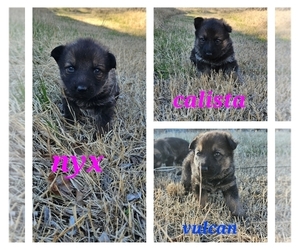 German Shepherd Dog Puppy for sale in KELLER, TX, USA
