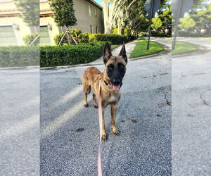 Divi - Located in Florida - Female Mutt Dog for Adoption - Photo #2