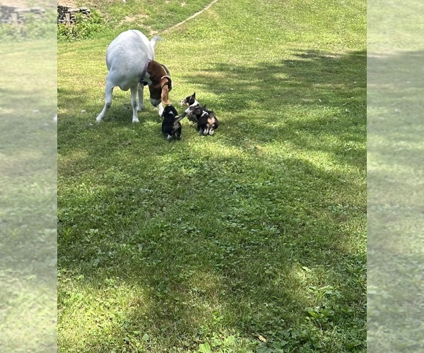 Medium Photo #51 Pembroke Welsh Corgi Puppy For Sale in PERKINSVILLE, VT, USA