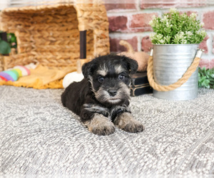 Schnauzer (Miniature) Puppy for sale in SYRACUSE, IN, USA