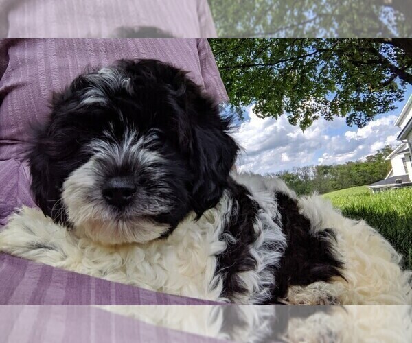 Medium Photo #3 ShihPoo Puppy For Sale in FREDERICKSBURG, OH, USA