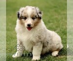 Small #2 Australian Shepherd