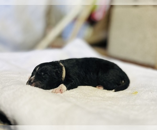 Medium Photo #1 Siberian Husky Puppy For Sale in HEMET, CA, USA