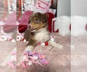 Medium Australian Shepherd