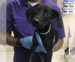 A433160 - Female Doberman Pinscher-Unknown Mix Dog for Adoption - Small photo