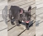 Small #2 French Bulldog