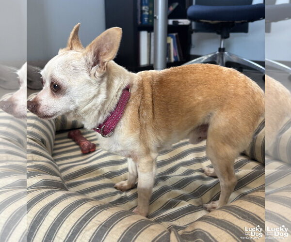 Medium Photo #4 Chihuahua-Unknown Mix Puppy For Sale in Washington, DC, USA