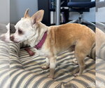 Small #3 Chihuahua Mix
