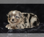 Small Photo #1 Miniature Australian Shepherd Puppy For Sale in EASTON, MO, USA