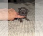 Small #5 French Bulldog