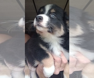 Miniature Australian Shepherd Puppy for sale in BLACKSBURG, SC, USA