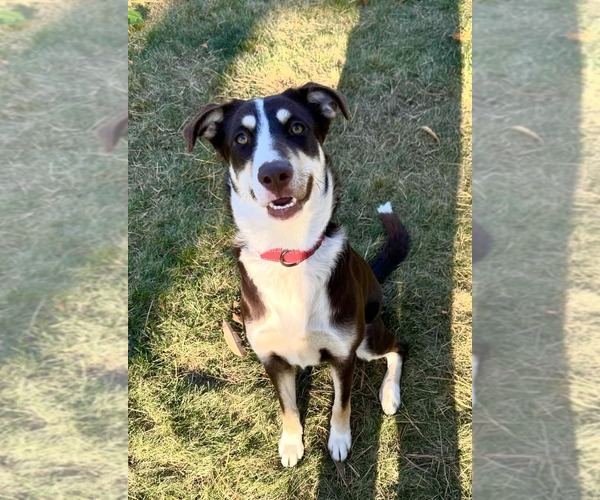 Medium Photo #6 Mutt Puppy For Sale in Woodbury, NY, USA