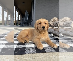 Golden Retriever Puppy for sale in INDIANAPOLIS, IN, USA