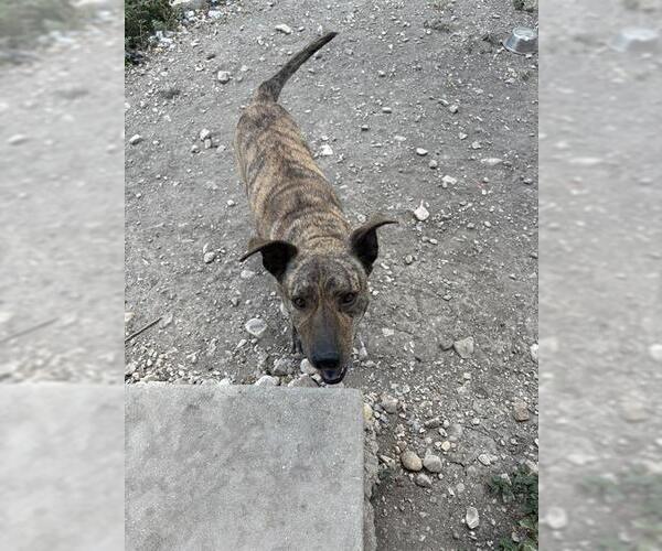 Medium Photo #1 American Staffordshire Terrier Puppy For Sale in San Antonio, TX, USA