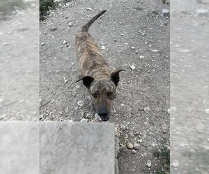 American Staffordshire Terrier Dogs for adoption in San Antonio, TX, USA