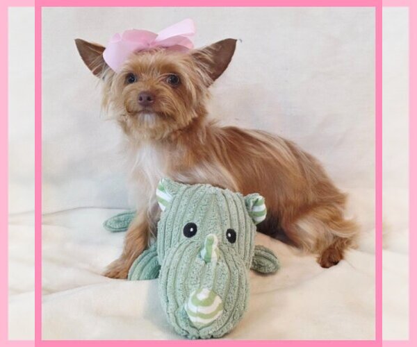 Medium Photo #4 Yorkshire Terrier Puppy For Sale in TAYLOR, TX, USA