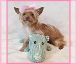 Small #3 Yorkshire Terrier
