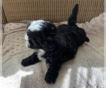 Small Photo #4 ShihPoo Puppy For Sale in KETTLE FALLS, WA, USA