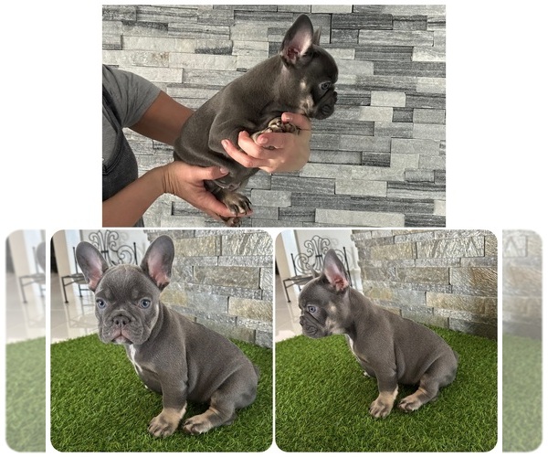 Medium Photo #1 French Bulldog Puppy For Sale in CAPE CORAL, FL, USA
