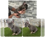 Small French Bulldog