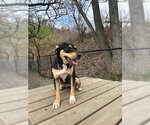 Small #5 Miniature Pinscher Mix