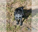 Small Photo #11 Australian Cattle Dog Puppy For Sale in SYLMAR, CA, USA