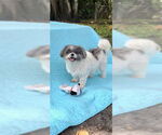 Small #11 Shih Tzu