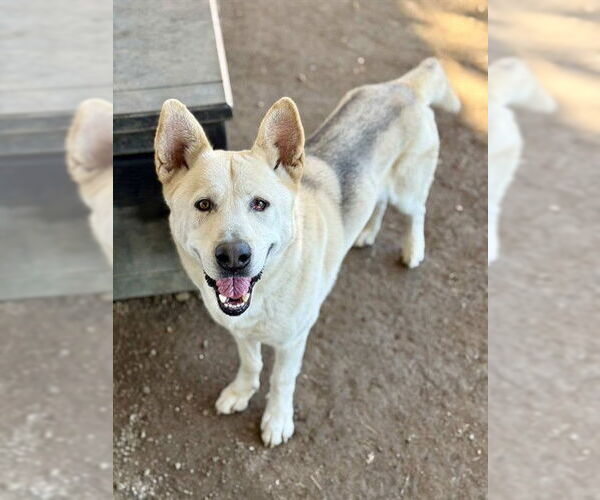 Medium Photo #1 Siberian Husky-Unknown Mix Puppy For Sale in Riverside, CA, USA