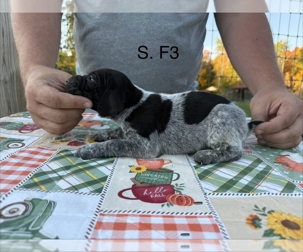 Medium Photo #8 German Shorthaired Pointer Puppy For Sale in ARGONNE, WI, USA