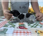 Puppy 3 German Shorthaired Pointer