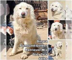 Golden Retriever-Samoyed Mix Dogs for adoption in Seattle, WA, USA