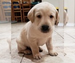 Small #14 Labrador Retriever