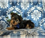 Small Photo #5 Yorkshire Terrier Puppy For Sale in NEW PROVIDENCE, PA, USA