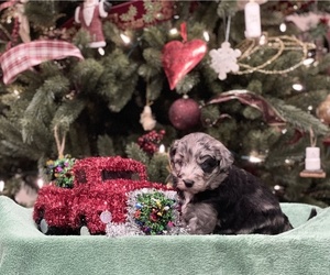Aussie-Poo-Aussiedoodle Mix Puppy for sale in CONNERSVILLE, IN, USA
