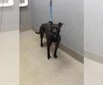 Small American Pit Bull Terrier Mix