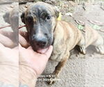 Small #9 Mutt