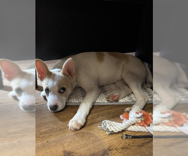 Medium Photo #3 Pomsky Puppy For Sale in Lancaster, PA, USA