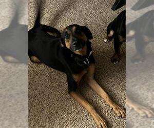 German Shepherd Dog-Unknown Mix Dogs for adoption in San Antonio, TX, USA